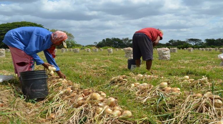 Cosecha de cebolla en Guárico rondará los 36 millones de kilos