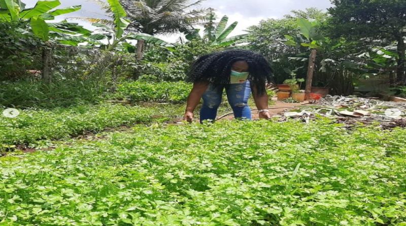 Plan Agrourbano Carabobo 200 asesora 49 comunidades en la Gran Sabana