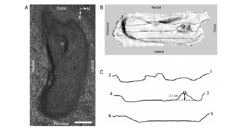 La huella humana de 15,600 años que fue encontrada en Pilauco (Osorno