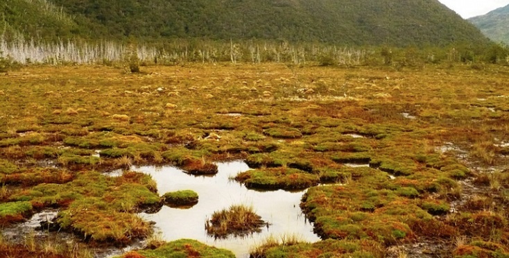 Juntas de vecinos rurales y organizaciones sociales de Chiloé exigen ley que prohíba explotación de turbas y pomponales en el archipiélago.