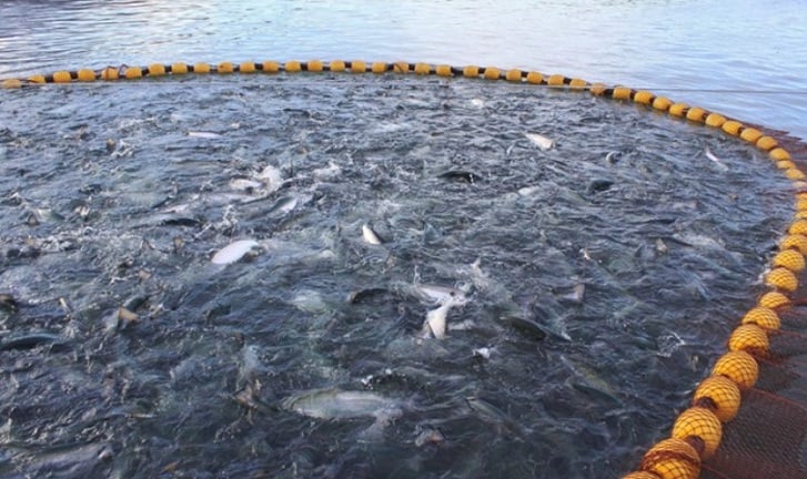 Denuncian que Industria salmonera intenta debilitar proyecto de ley para el control de sus escapes masivos de peces carnívoros exóticos en aguas de Chile