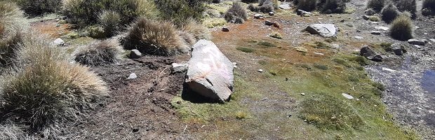 CONAF de la Región de Arica y Parinacota anunció acciones legales contra dos personas por rayado en Parque Nacional Lauca