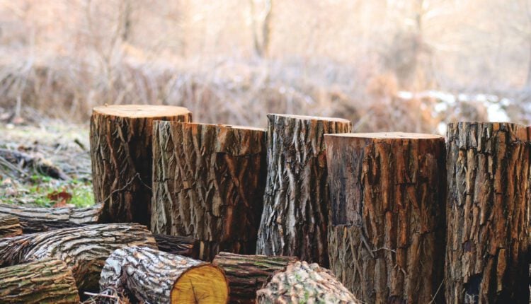 Corte Suprema condena a herederos de infractor a pagar multa por tala ilegal de árboles nativos