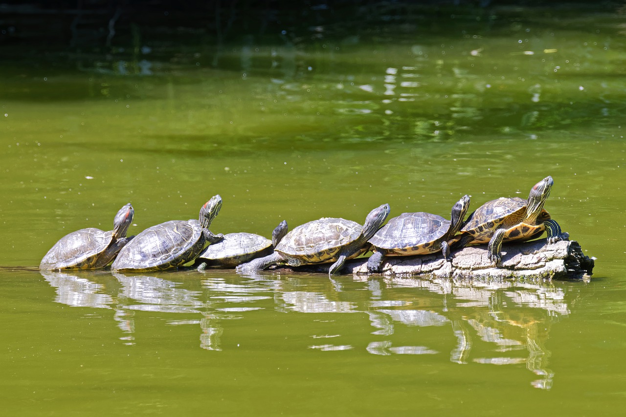 Una quinta parte de los reptiles del planeta está en riesgo de extinción