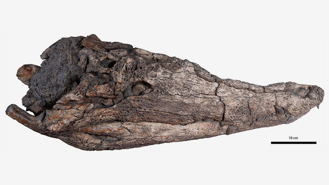 Descubren especie de cocodrilo que habitó en Asia hace 39 millones de años