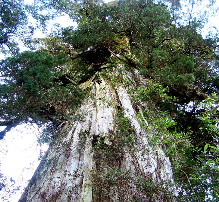 Los árboles más longevos en Chile