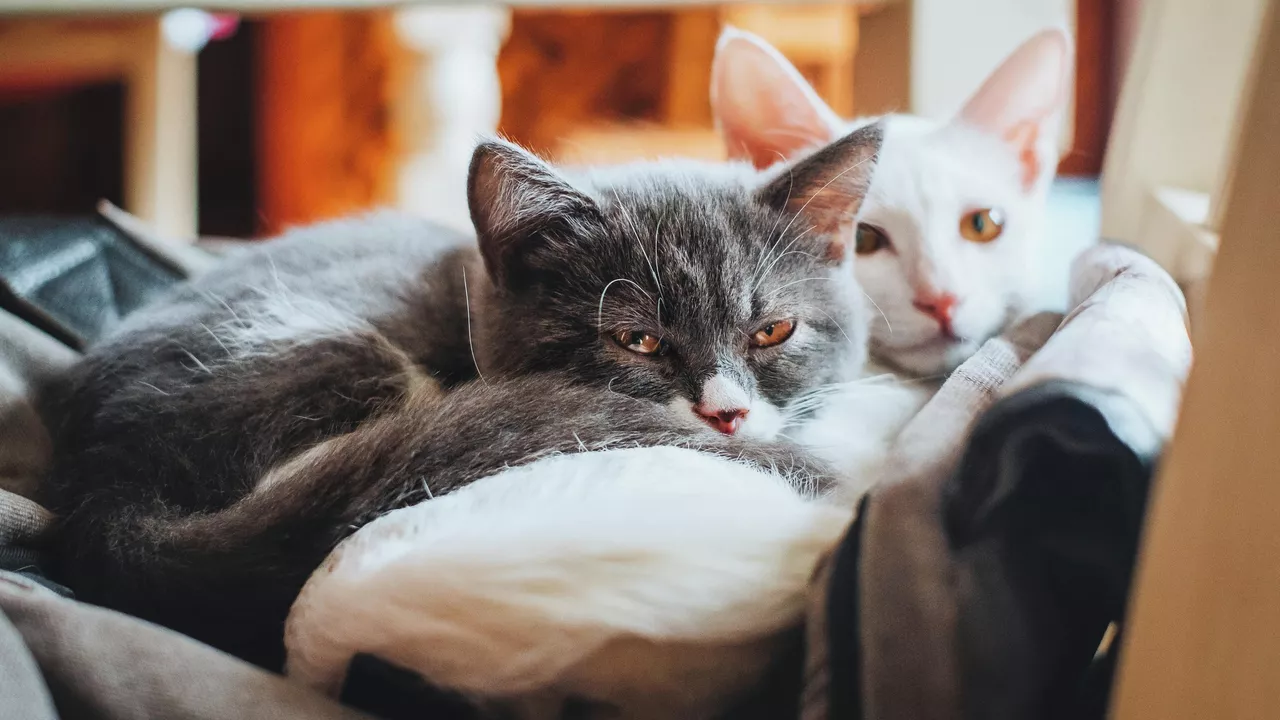 Investigación revela que los gatos no solo saben su propio nombre, también saben el de sus amigos felinos