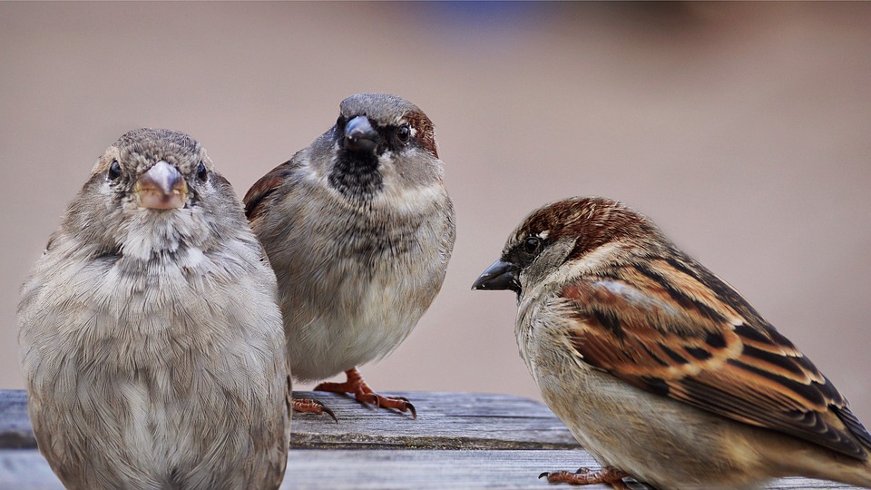 Científicos concluyen que los animales evolucionan más rápido de lo esperado