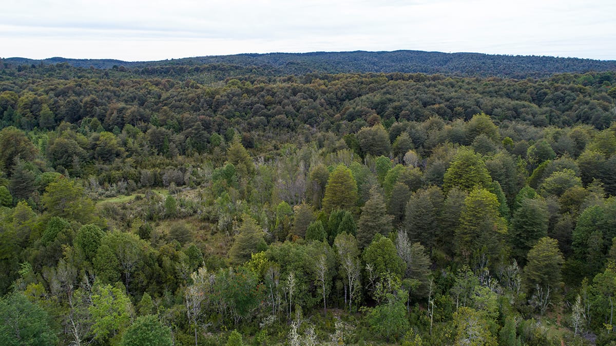 Desafíos del sector forestal y aportes para un futuro sostenible