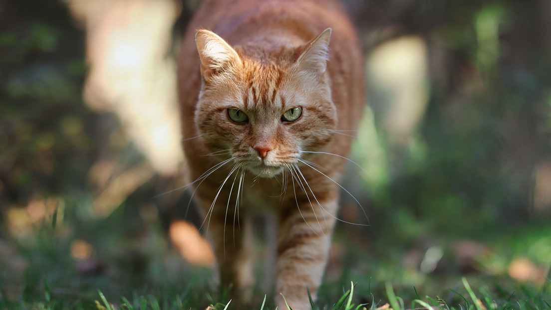 Advierten el daño «ecológico silencioso» causado por cientos de gatos contra la fauna de la Sierra Oeste de Madrid