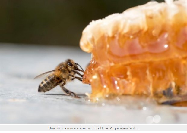 El calentamiento global y el urbanismo amenazan la indispensable labor de las abejas