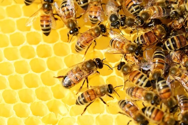 ¿Por qué un día mundial de las abejas?