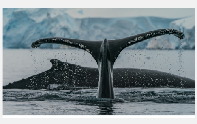 Este 4 de mayo se realizará transmisión internacional sobre las ballenas en Chile ¿Qué pasa y cómo protegerlas?