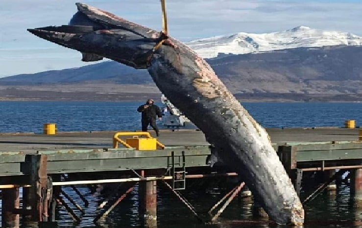 Una ballena termina en un vertedero y se genera amplio rechazo desde la ciudadanía: exigen explicaciones a Sernapesca