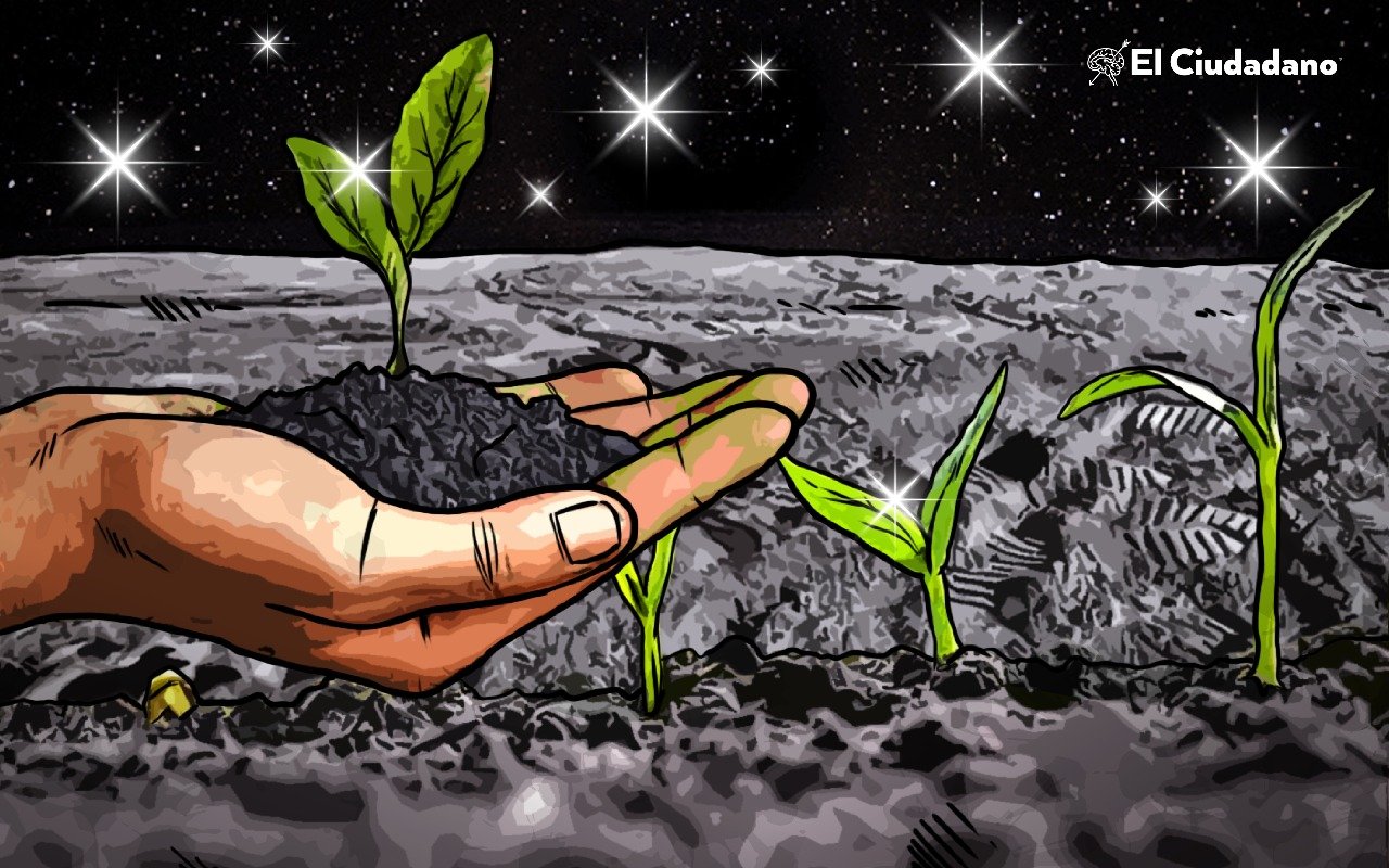 Cultivan plantas con suelo lunar