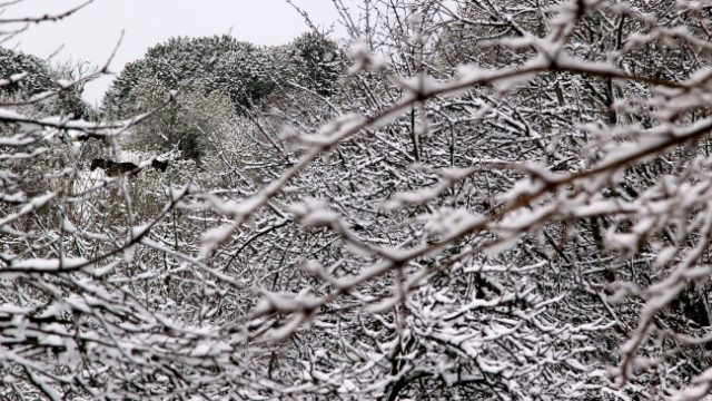 ¡Atención La Araucanía! Onemi decreta Alerta Temprana Preventiva por fuerte onda polar