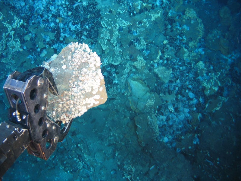 Si el principal reservorio de carbono del planeta es el océano, prohibamos  la minería submarina Minería