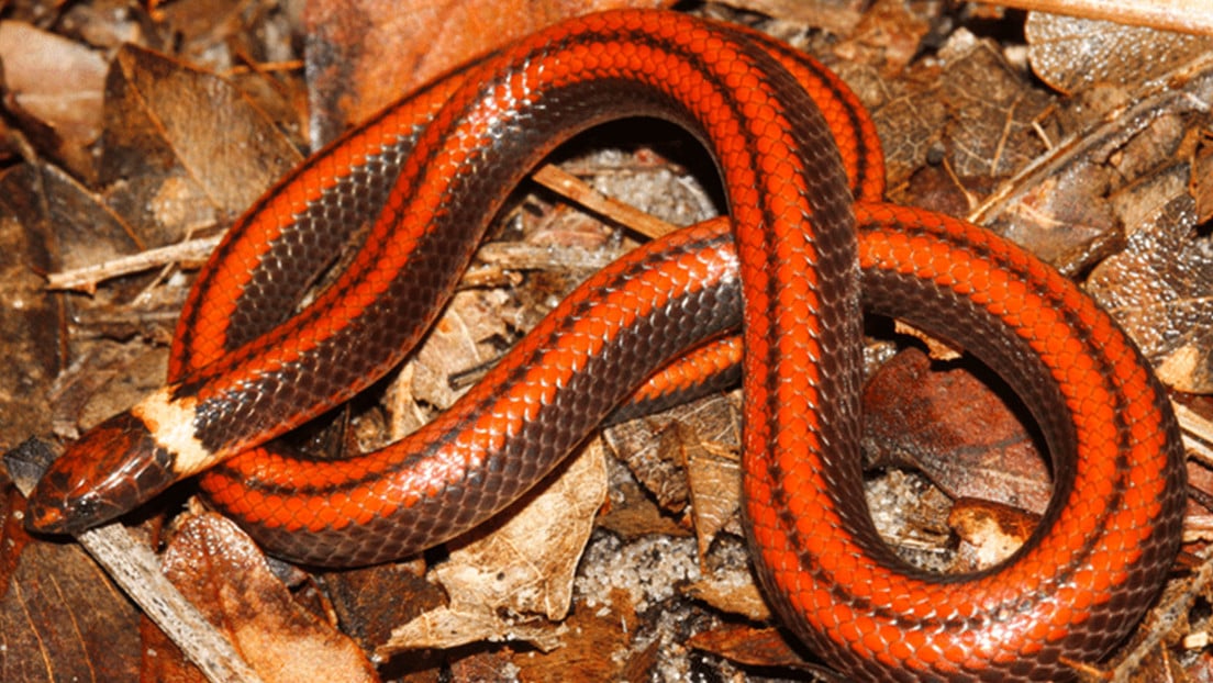 Descubren una nueva especie de serpiente de singular belleza en Paraguay