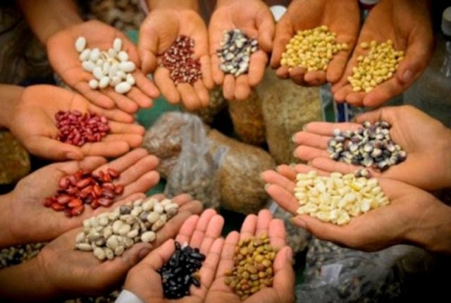 Soberanía y Seguridad Alimentaria en el borrador de la Nueva Constitución