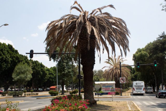 Palmera infectada