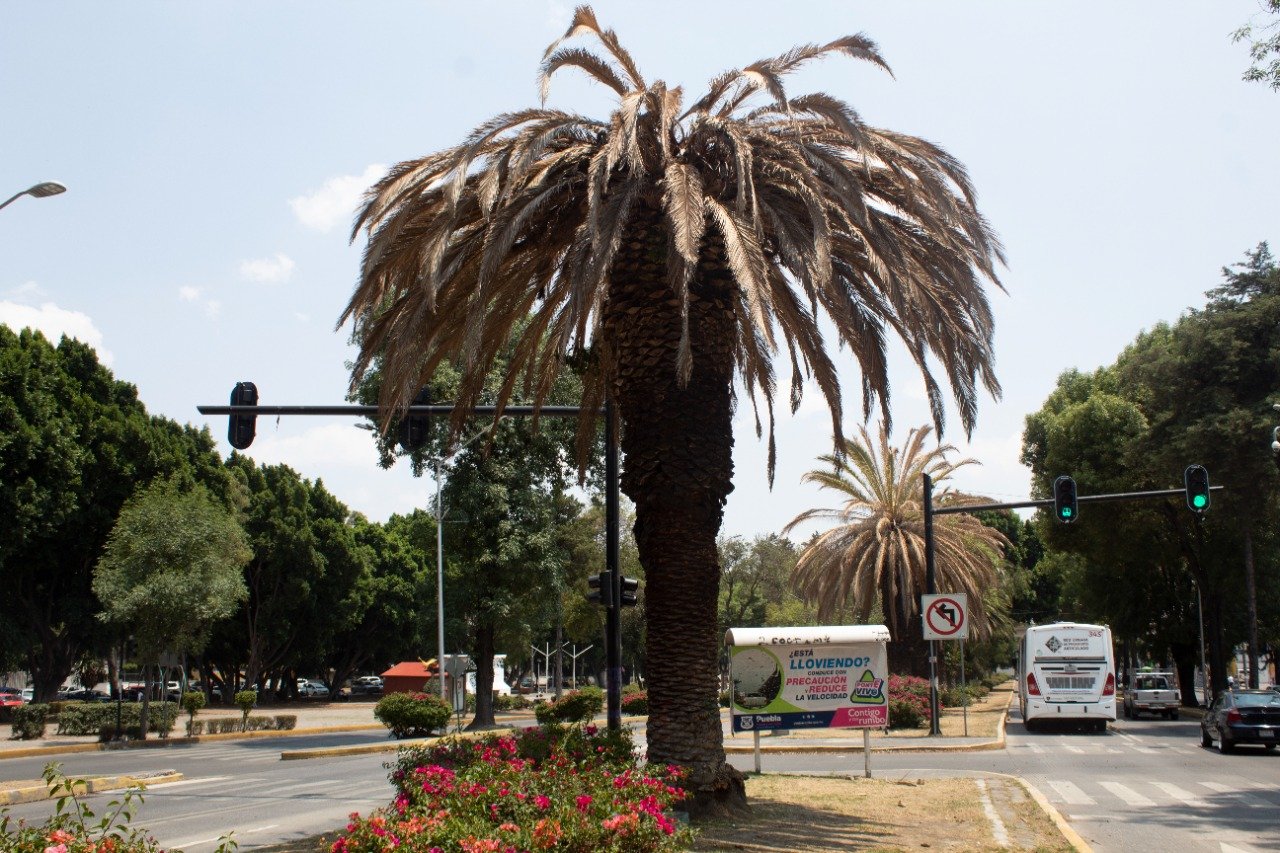 Municipio talará 14 palmeras de la ciudad, muertas por plaga