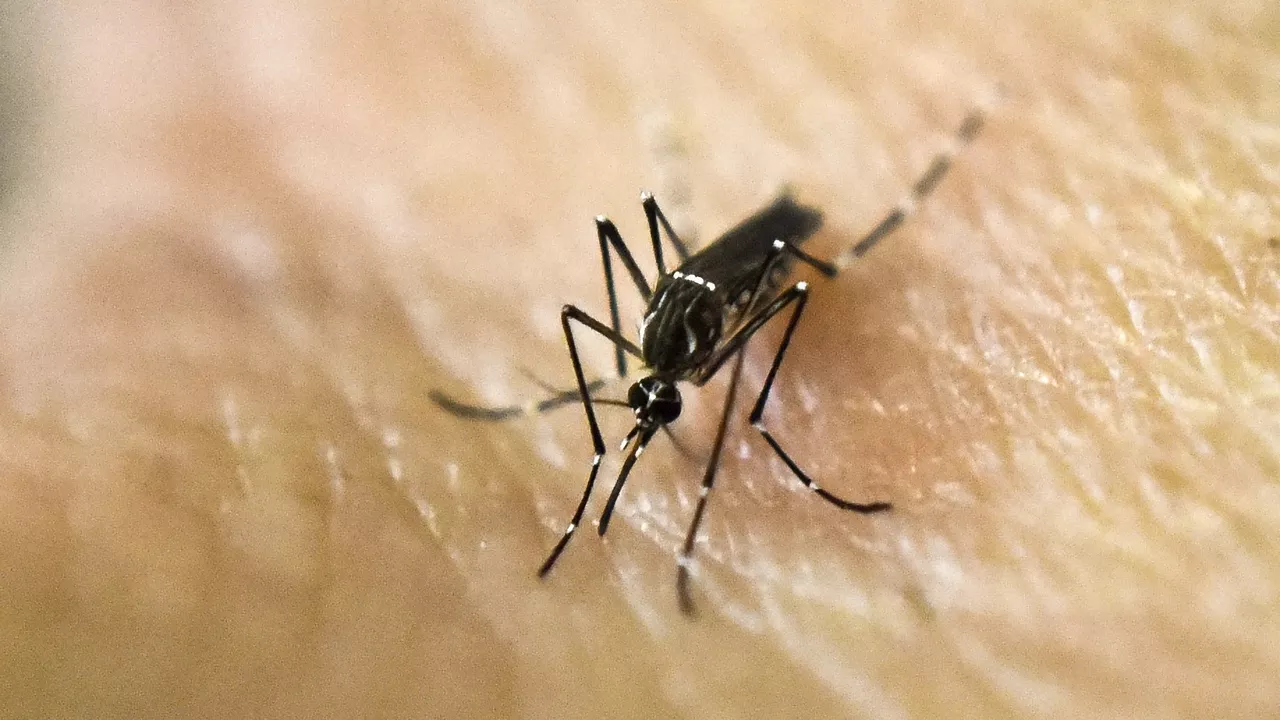 Científicos hallan el olor que ayuda a los mosquitos a encontrar a sus víctimas humanas