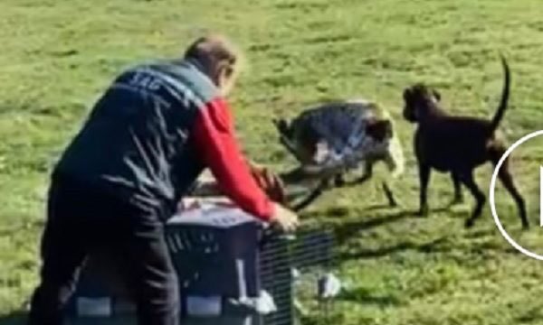 Juzgado acoge querella por brutal maltrato animal contra zorro en centro de caza de Villarrica: Funcionario del SAG lo lanzó a los perros para que lo deboraran