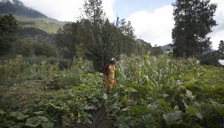 Serie de videos sobre mujeres huerteras cuidadoras de semillas que hablan sobre las prácticas tradicionales