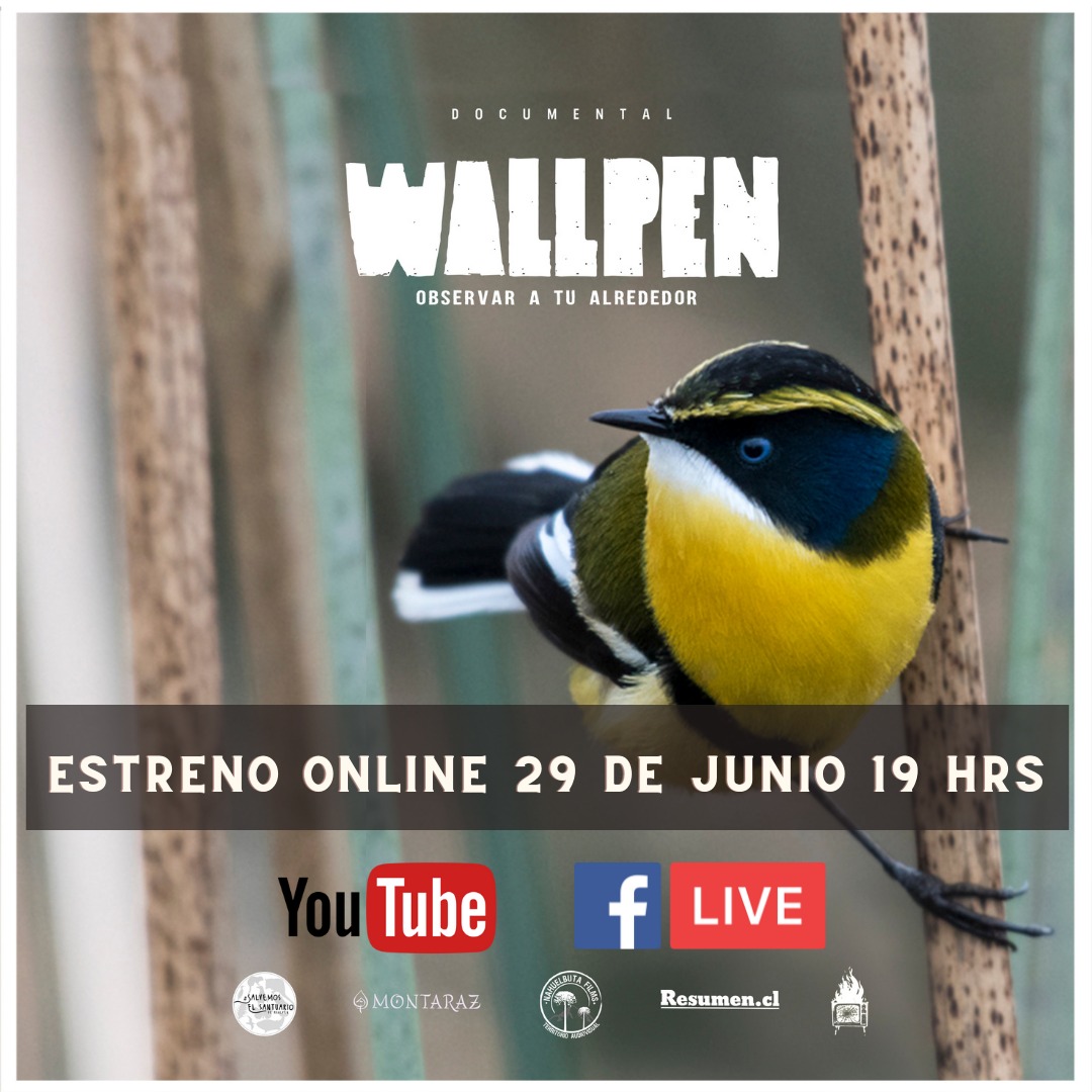 “Wallpen, Observar a tu Alrededor”: Documental sobre el único santuario de la naturaleza en el Gran Concepción se estrena online el 29 de junio
