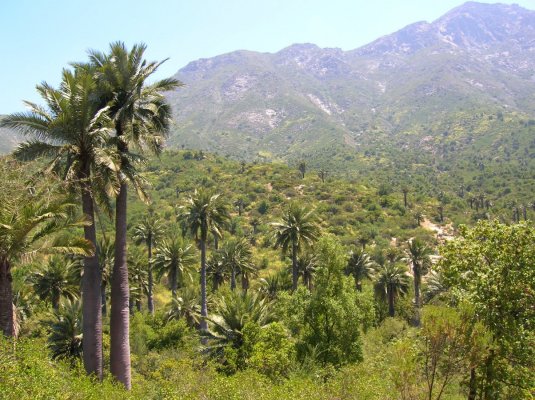 Chile medirá en tiempo real efectos del cambio climático en su vegetación