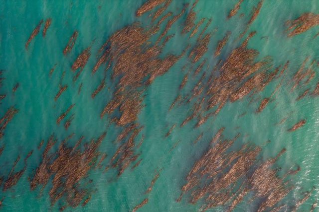 Olas frías mantienen los bosques marinos de la Patagonia en un refugio climático