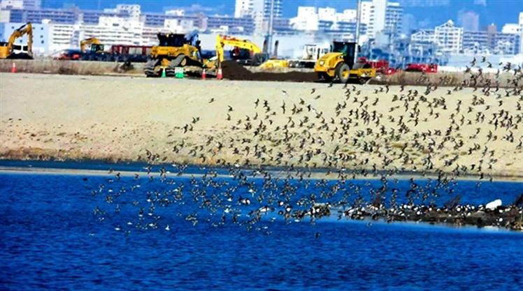 En peligro el hábitat de aves silvestres en isla japonesa