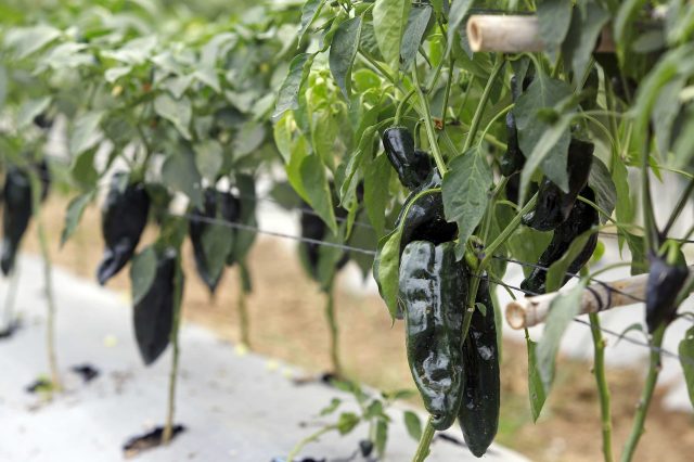 Granizadas dañan 60 hectáreas de cultivo en Calpan