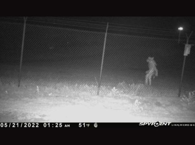 ¿El Chupacabras? Captan extraña criatura en zoológico de Texas