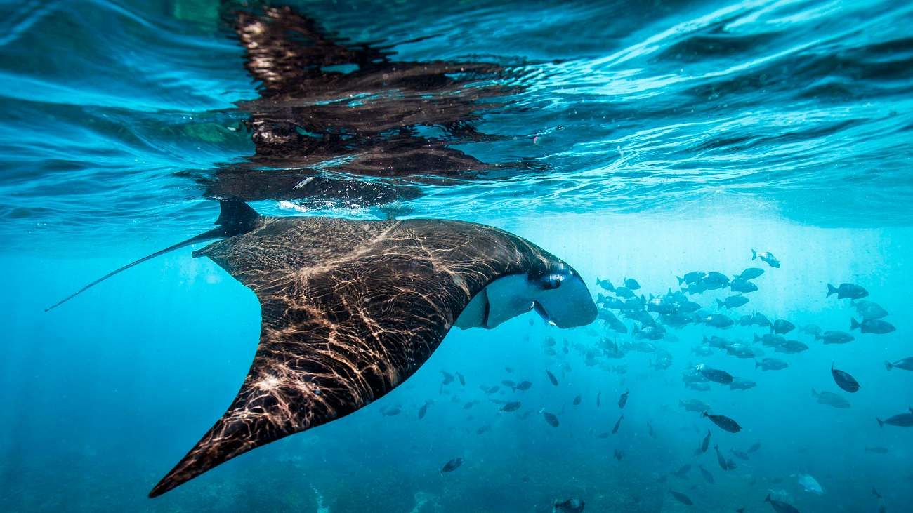 Día Mundial de los Océanos: su origen y por qué se celebra el 8 de junio
