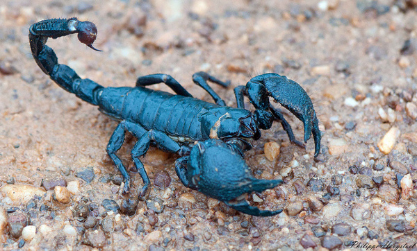 escorpión azul