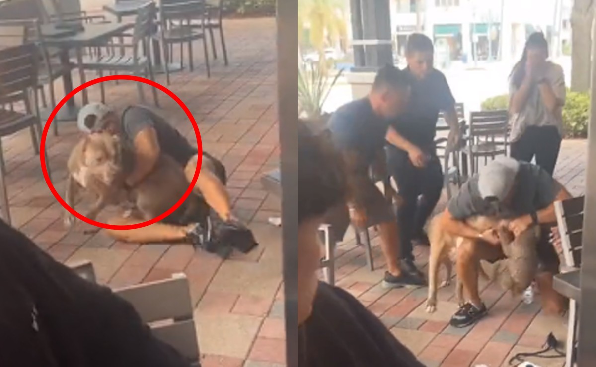 Pitbull ataca vorazmente a cachorro en restaurante pet friendly e indigna en redes