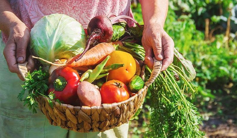 Crisis alimentaria en América Latina: En búsqueda de soluciones para  combatir el hambre Actualidad