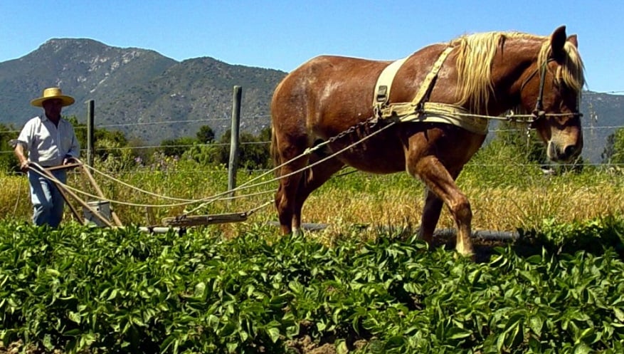 Solicitan extender incentivos agropecuarios para la Región de Aysén