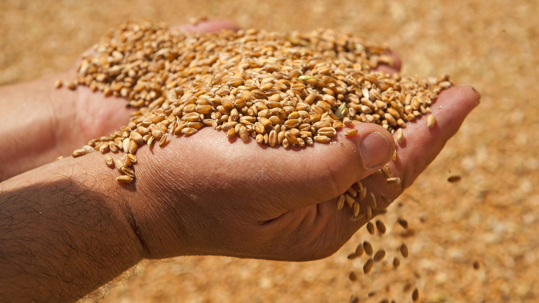 The planet’s food security is in jeopardy and the wheat that is stored could end in three months