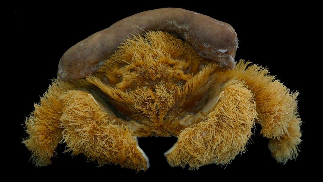 Descubren nueva especie de «cangrejo esponja» en Australia