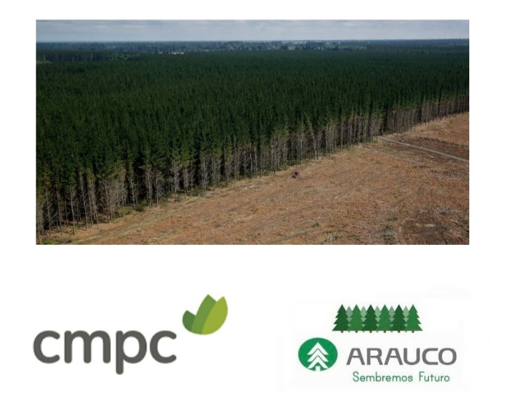Robo de tierras, destrucción de bosques y pérdida de biodiversidad: Informe revela devastador impacto de plantaciones de Forestal Arauco y CMPC