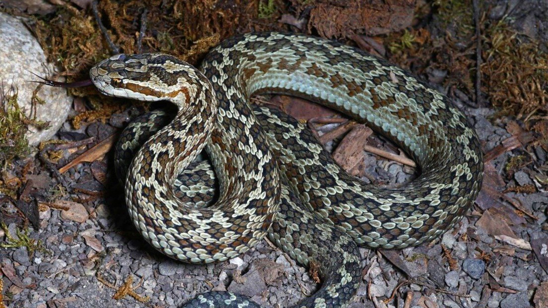 Descubren una nueva especie de culebra venenosa capaz de provocar parálisis corporal