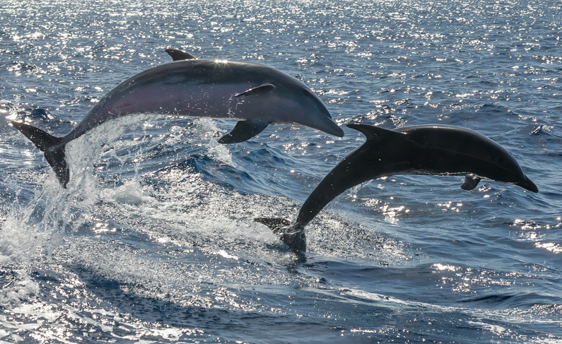 Biólogo asegura que la guerra en Ucrania ha matado a miles de delfines en el Mar Negro