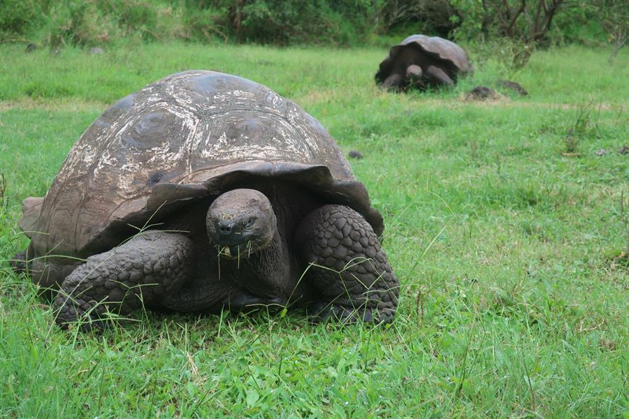 Sigue adelante el proyecto para recuperar población de tortugas en las Galápagos