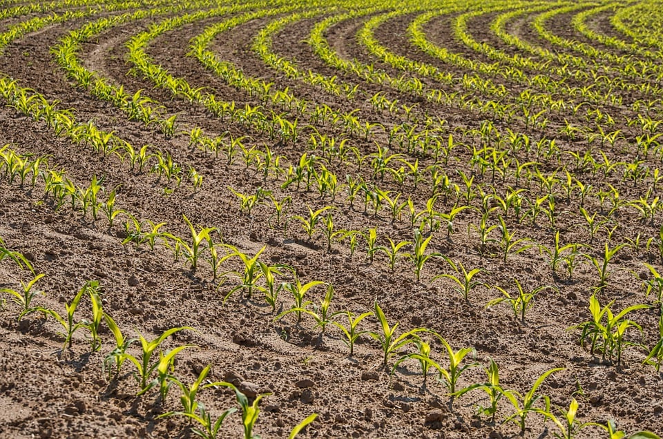 FAO: 90 % de todas las tierras aptas para la agricultura se habrán degradado para 2050