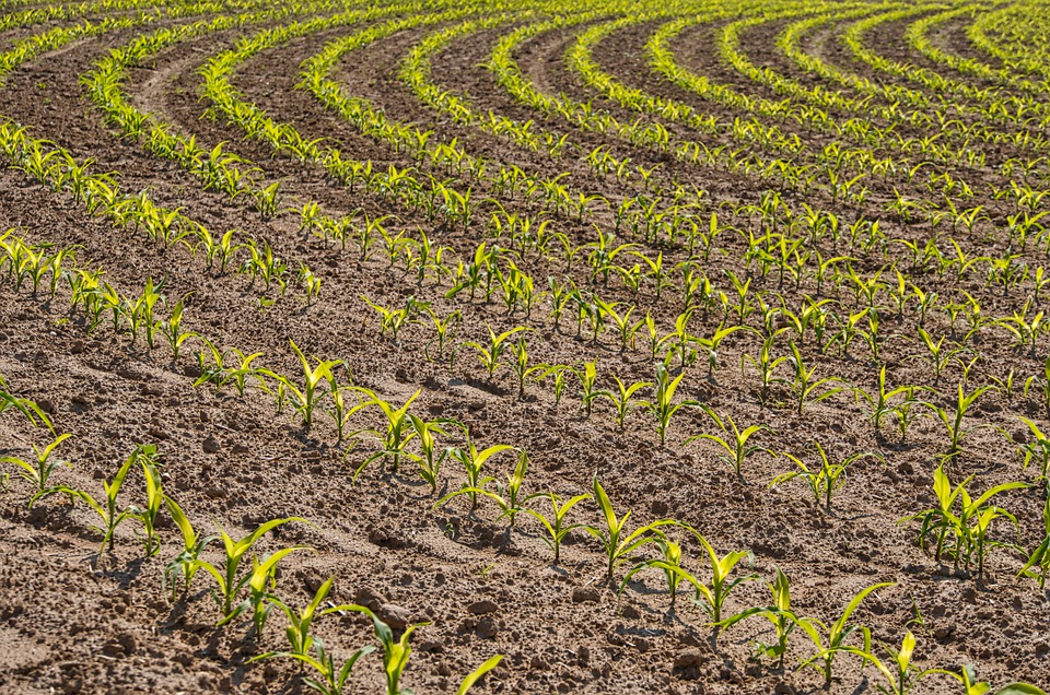 FAO: 90 % de todas las tierras aptas para la agricultura se habrán degradado para 2050