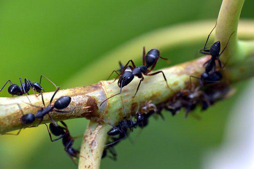 Descubren que las hormigas actúan como una red neuronal al tomar decisiones