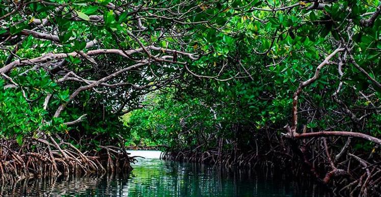 Protección de los manglares es otro reto para el planeta