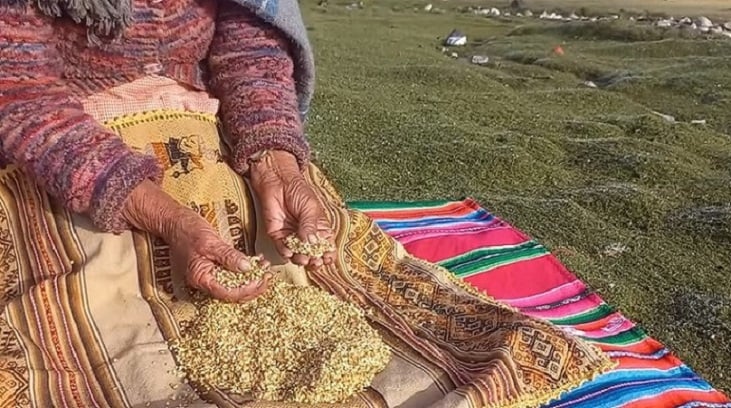 Saberes de las mujeres andinas: medicina y herbolárea